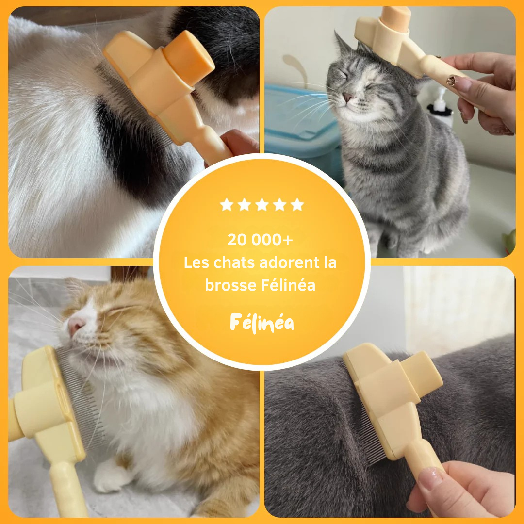 Brosse Anti-Poils - Félinéa